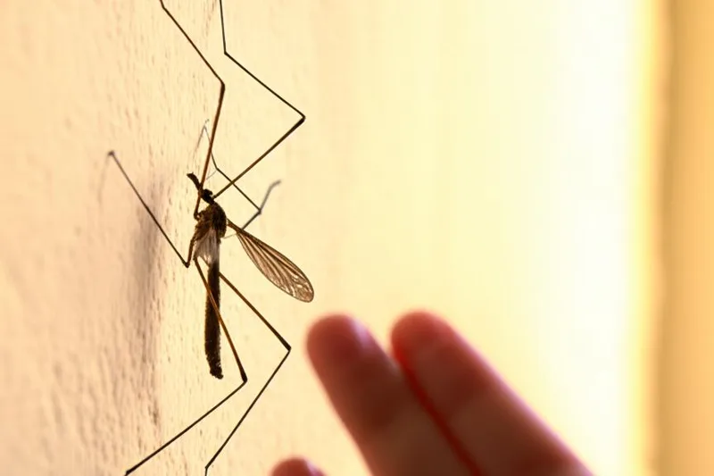 ගෙදර ඉන්න යෝධ මදුරුවාට බයද? ඒ Crane Fly කෙනෙක් වෙන්න පුළුවන්! (Crane Fly)