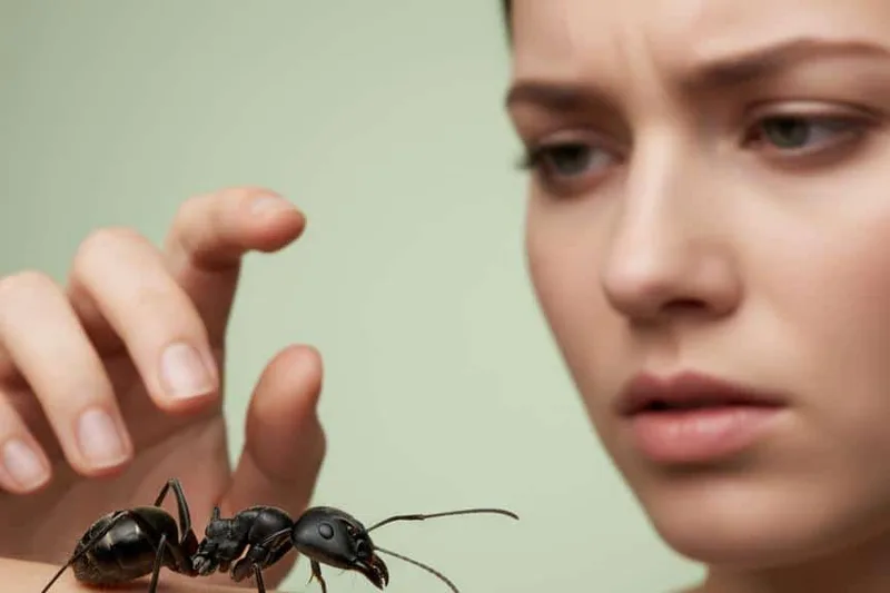 මේ භයානක කළු ගිනි කූඹියෝ (Black Fire Ant) ගැන දැනුවත් වෙමුද? කෑවොත් මොකද කරන්නේ?
