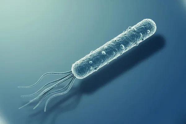 ඔයාගේ බඩේත් නිතරම දැවිල්ලද? මේ හෙලිකොබැක්ටර් පයිලෝරි (Helicobacter pylori) ගැන හරියටම දැනගමු!