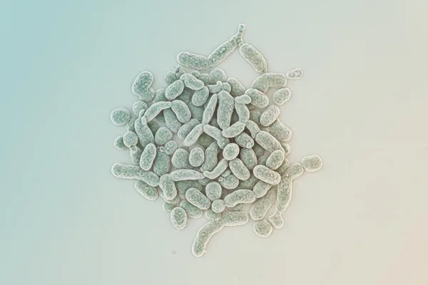 Ngatidzidzei chaizvo nezvehutachiona hweCandida hune njodzi hunopararira mumuviri wese: Invasive Candidiasis!