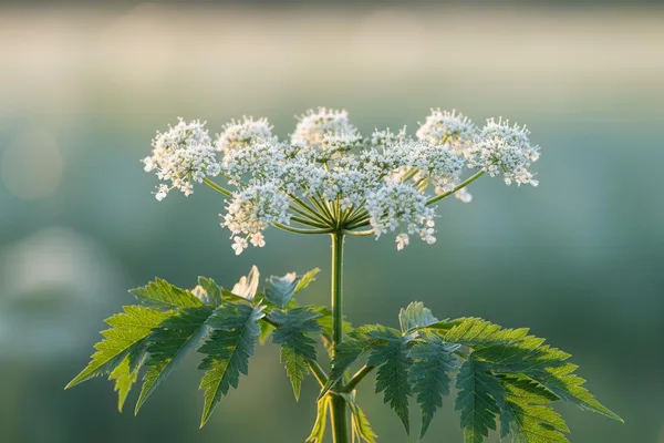 Kí ni Poison Hemlock? Báwo ni a ṣe lè ṣọ́ra pẹ̀lú ewéko eléwu yìí?