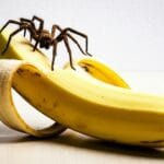 Banana Spiders Ukaq Kunasa? Ukhamaraki Kuns Yatñapxañapa