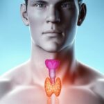 තයිමස් ග්‍රන්ථිය (Thymus Gland) කියන්නේ මොකක්ද? අපේ ඇඟේ ප්‍රතිශක්තිය හදන පුංචි බලවතා ගැන දැනගන්න