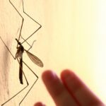 آیا از پشه غول پیکر خانه خود می‌ترسید؟ مگس درنا را بشناسید