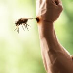 آنچه باید در مورد گزیدگی مگس گوزن و درمان آن بدانید