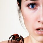 Beware of the World's Most Dangerous Spider: What You Need to Know About Funnel-Web Spiders