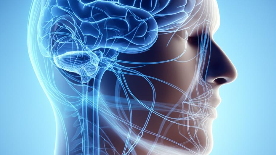 අපේ මොළයේ තියෙන විශේෂ ස්නායු 12 (Cranial Nerves) ගැන හරියටම දැනගමුද?