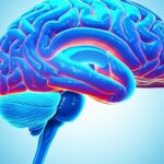 أين يقع الحصين في الدماغ؟ دليلك الشامل لفهم وظائف الذاكرة وصحتها