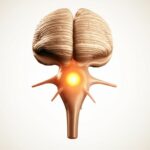 النخاع المستطيل: كل ما تحتاج معرفته عن أصغر جزء في الدماغ يتحكم بحياتك وصحتك