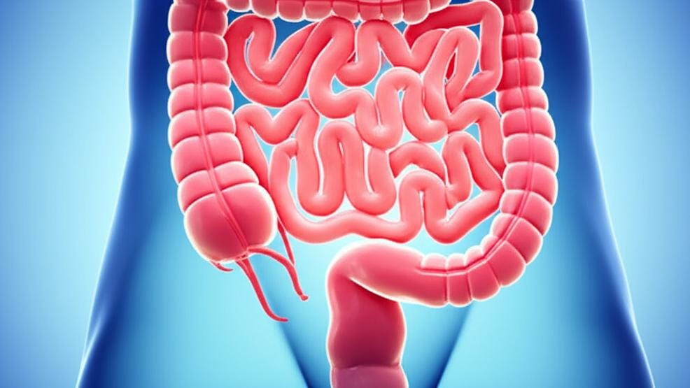 Let's talk about the Superior Mesenteric Artery, which is essential for the health of your intestines!