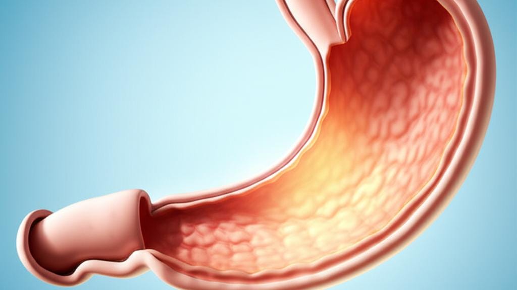 ඔයාගේ "බඩ" ගැන හරියටම දැනගමුද? (Stomach) මේක හරියට පුංචි ෆැක්ටරියක් වගේ!