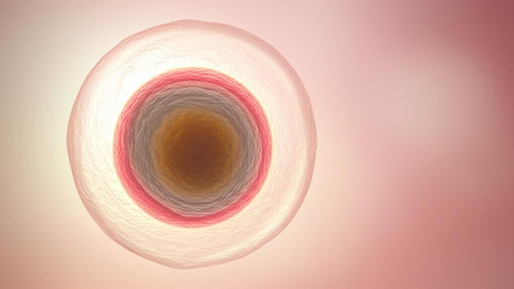 What is the Corpus Luteum? Let's learn everything about it!