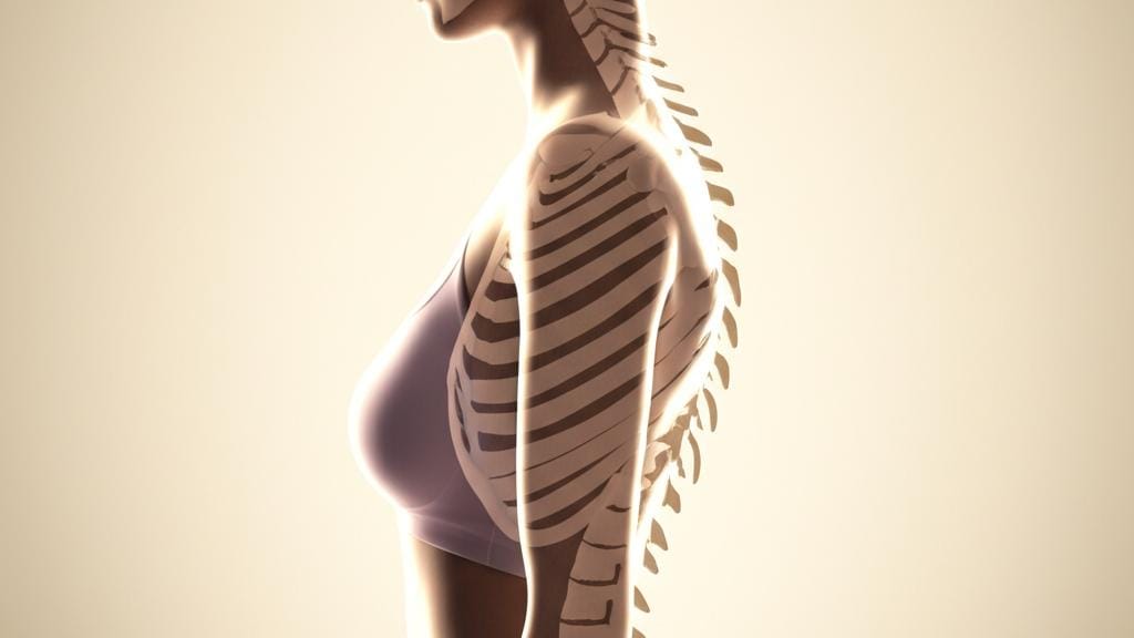 Let's learn about the most important skeleton in the middle of our body: the axial skeleton.