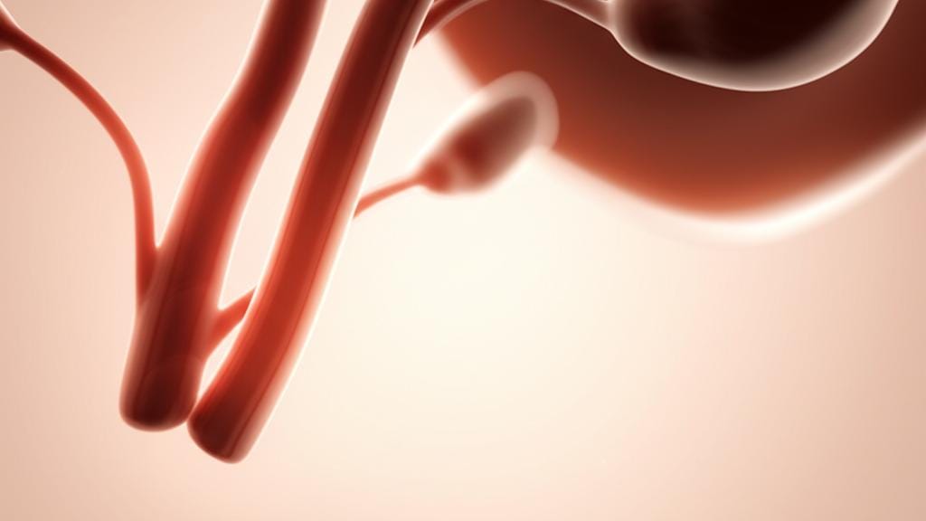 මේ ‘මුලෙරියන් නාල’ (Müllerian ducts) කියන්නේ මොනවාද? අපි මේ ගැන සරලව දැනගමු!