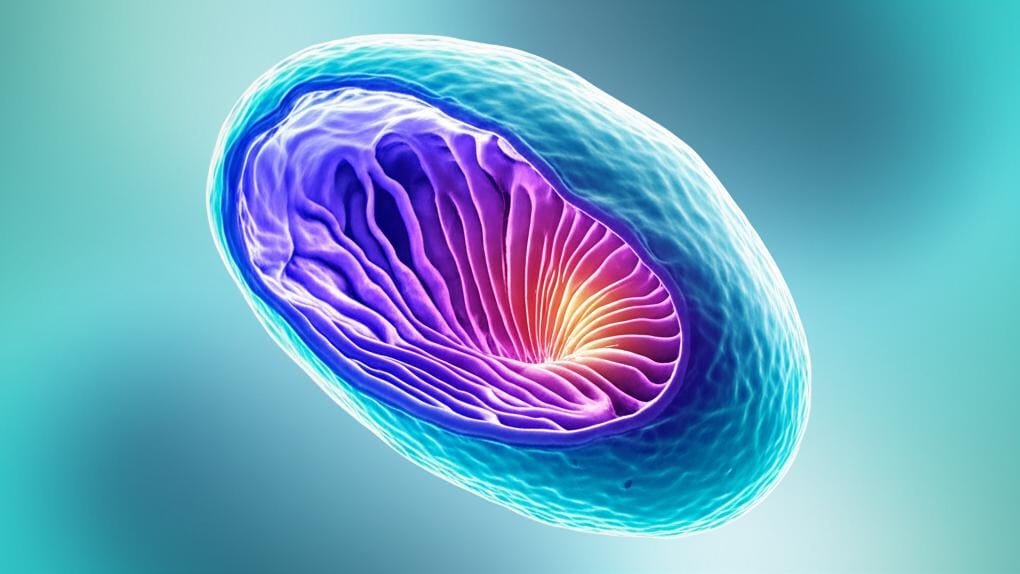 අපේ ආහාර ජීර්ණ පද්ධතියේ පුංචි වීරයෙක්: ඇම්පියුලා ඔෆ් වෝටර් (Ampulla of Vater) ගැන දැනගමුද?