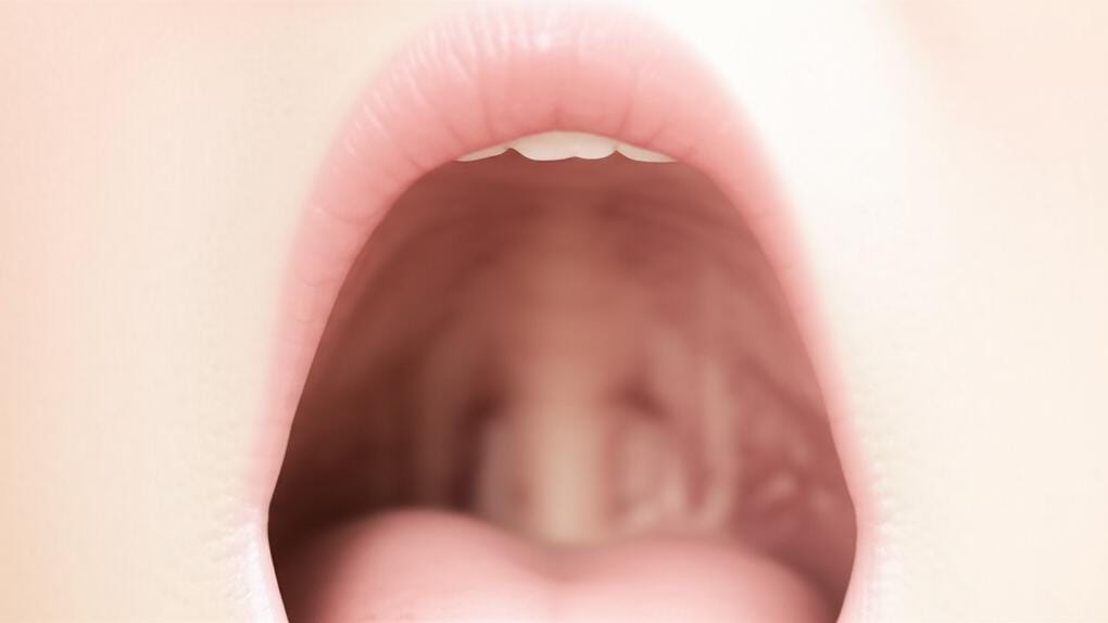 Want to know everything about the vocal cords that give life to your voice?