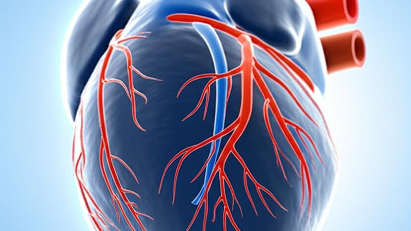 Should we know exactly about the 'Elastic Arteries', which are essential for the blood circulation in our body?
