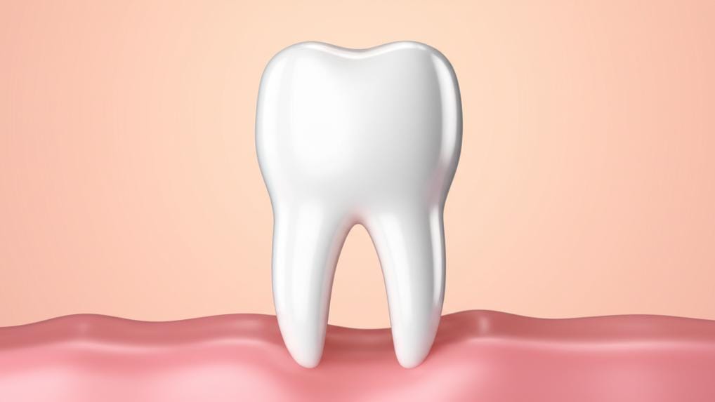 Let's learn more about our gums (Gums/Gingivae) and how to protect them.