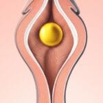 බාහිර යෝනි පෙදෙස හෙවත් වල්වා (Vulva) කියන්නේ මොකක්ද? යෝනි තොල්, භගමණිය සහ කාන්තා රහස් ප්‍රදේශයේ සෞඛ්‍යය ගැන සියලුම දේ