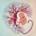 ගර්භණී සතිය 13 (Pregnancy Week 13): දෙවන තුන්මාසිකයේ ආරම්භය, බබාගේ වර්ධනය සහ ඔයාගේ වෙනස්කම්
