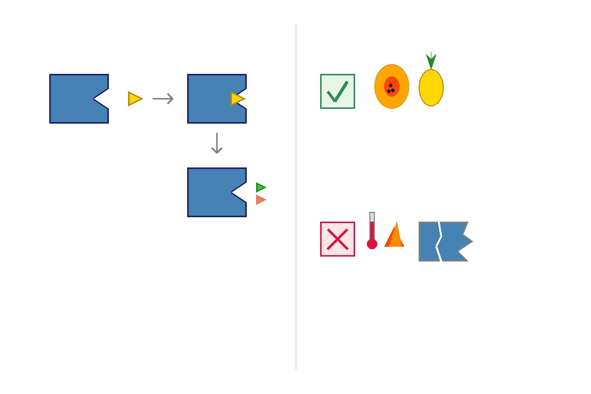 එන්සයිම (Enzymes) කියන්නේ මොනවාද? අපේ ඇඟට මේවා මෙච්චර වැදගත් ඇයි දන්නවද? Infographic