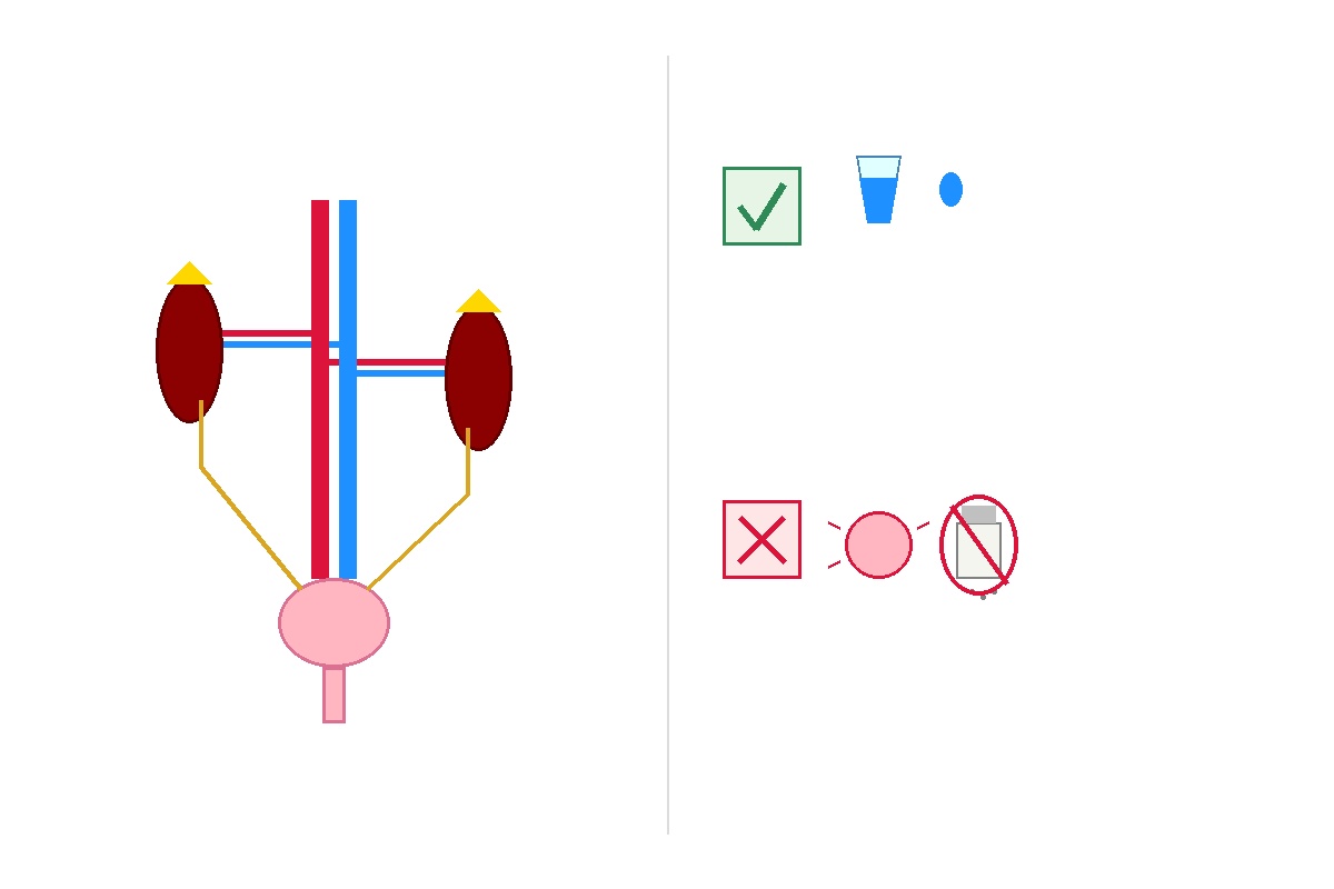 ඔයාගේ වකුගඩු සහ මුත්‍රා පද්ධතිය (Kidneys and Urinary Tract) ගැන සරලවම දැනගමුද? Infographic